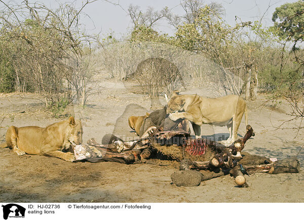 fressende Lwen / eating lions / HJ-02736
