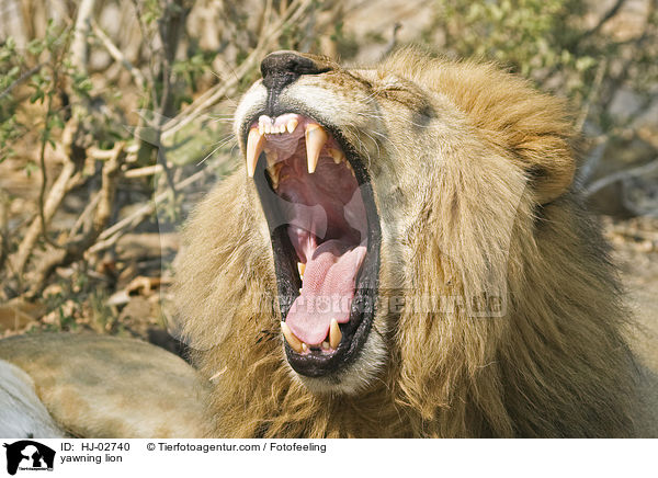 Ghnender Lwen / yawning lion / HJ-02740