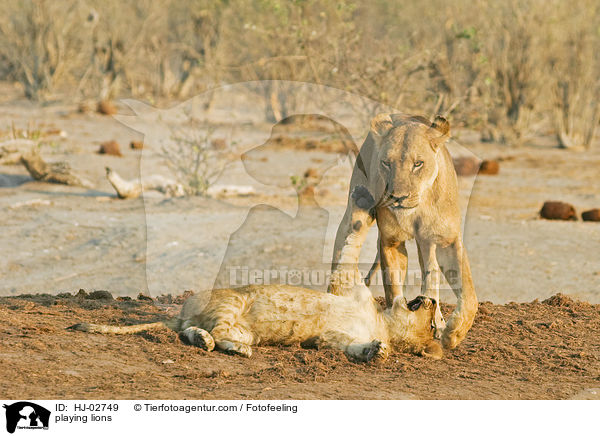 spielende Lwen / playing lions / HJ-02749