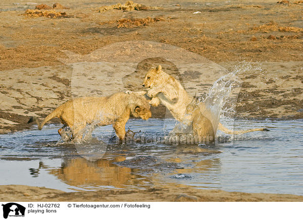 spielende Lwen / playing lions / HJ-02762