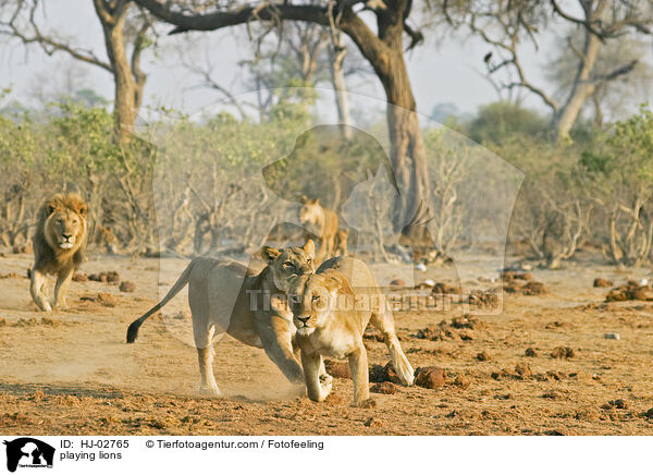 spielende Lwen / playing lions / HJ-02765