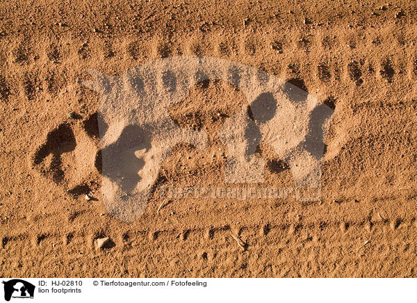 lion footprints / HJ-02810