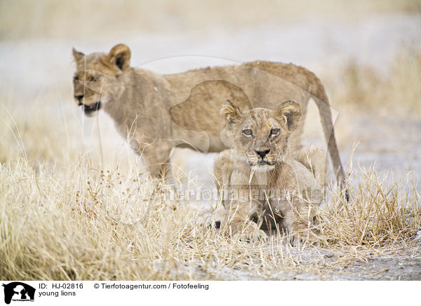 junge Lwen / young lions / HJ-02816