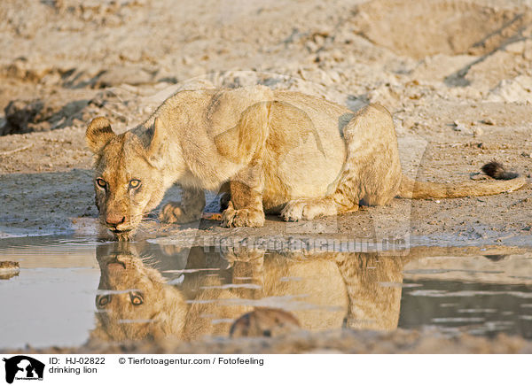 trinkender Lwe / drinking lion / HJ-02822