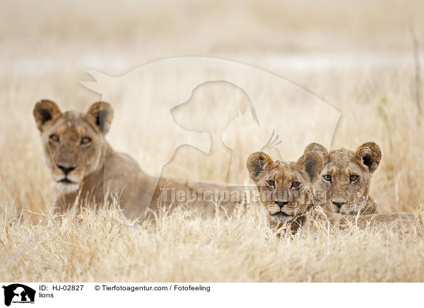 lions / HJ-02827
