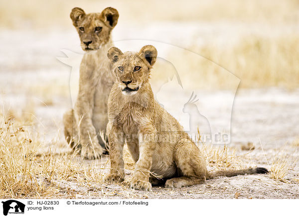 junge Lwen / young lions / HJ-02830