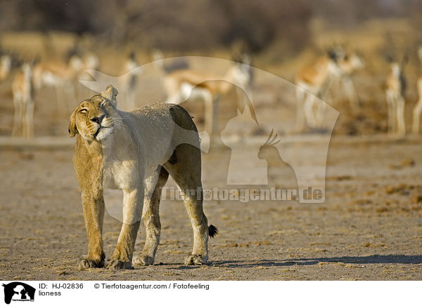 Lwin / lioness / HJ-02836
