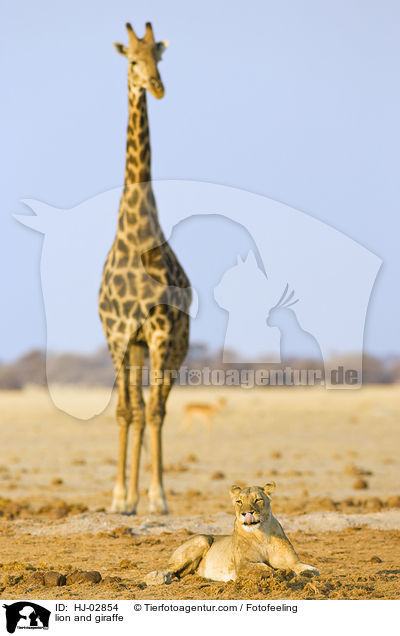 Lwe und Giraffe / lion and giraffe / HJ-02854