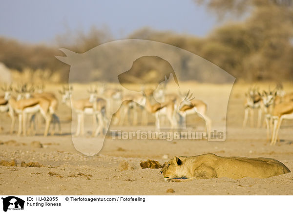 jagende Lwin / hunting lioness / HJ-02855