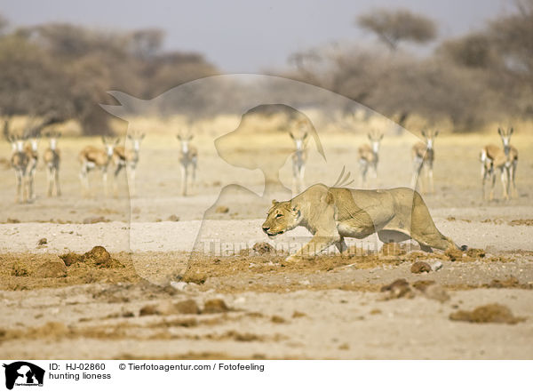 hunting lioness / HJ-02860