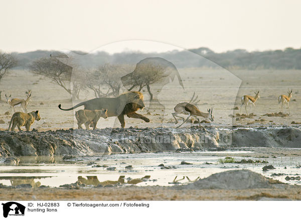 hunting lions / HJ-02883