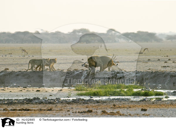 jagende Lwen / hunting lions / HJ-02885