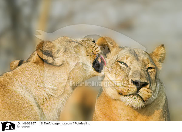 Lwinnen / lionesses / HJ-02897