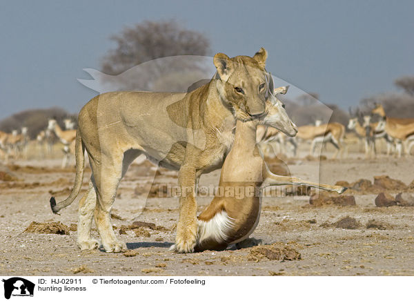 jagende Lwin / hunting lioness / HJ-02911