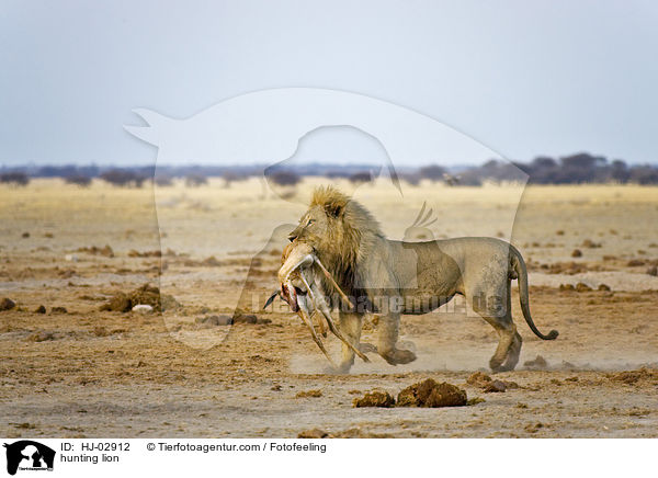 hunting lion / HJ-02912