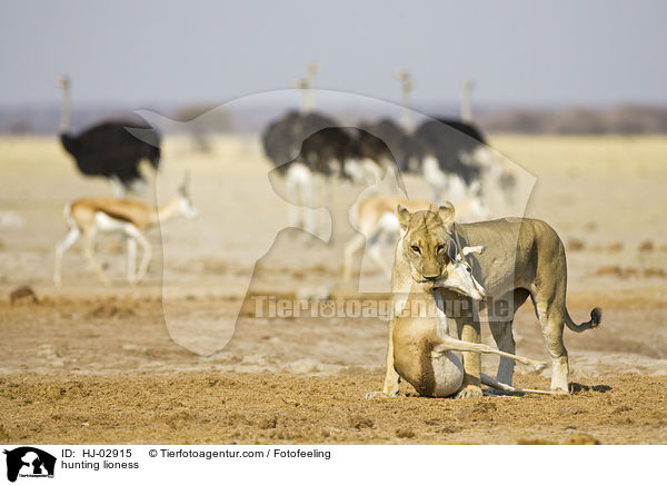 hunting lioness / HJ-02915