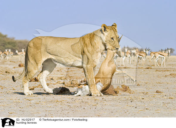 hunting lioness / HJ-02917