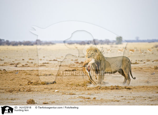 jagender Lwe / hunting lion / HJ-02918