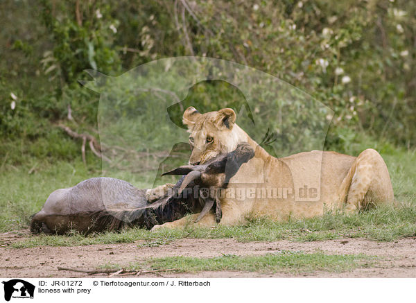 Lwin mit Beute / lioness with prey / JR-01272