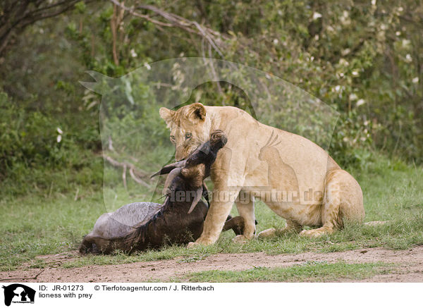 Lwin mit Beute / lioness with prey / JR-01273