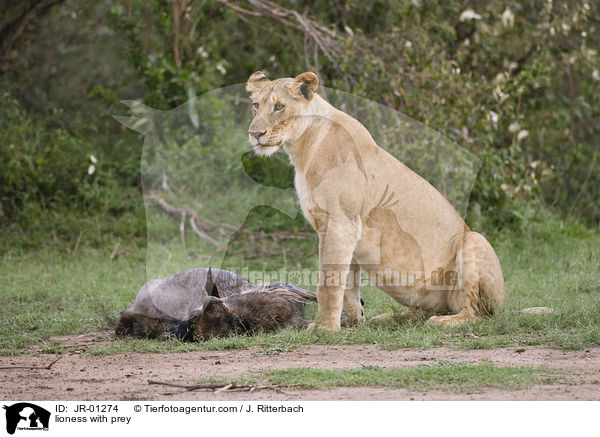 Lwin mit Beute / lioness with prey / JR-01274