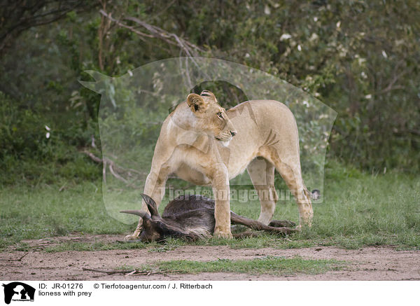 Lwin mit Beute / lioness with prey / JR-01276