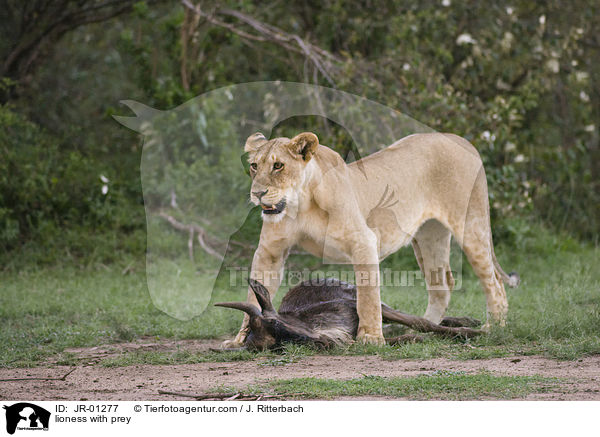 lioness with prey / JR-01277