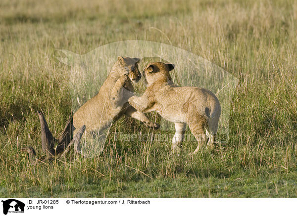 young lions / JR-01285