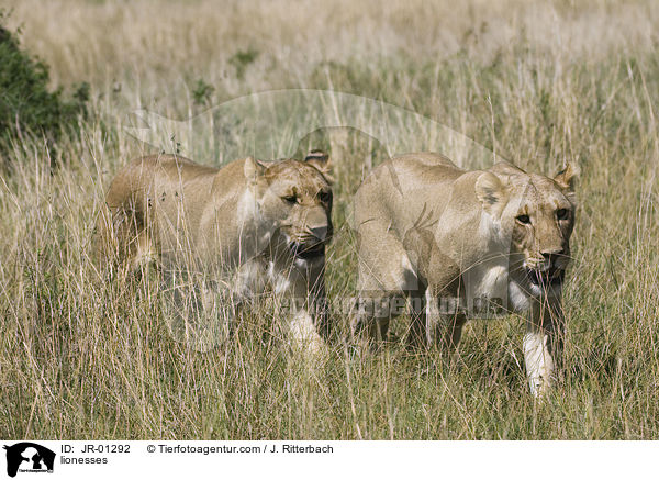 Lwinnen / lionesses / JR-01292