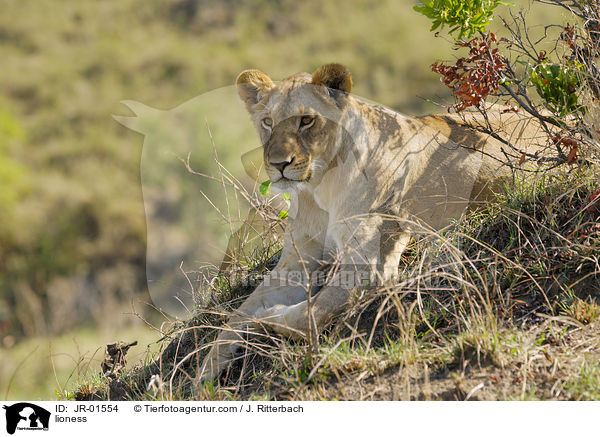 Lwin / lioness / JR-01554