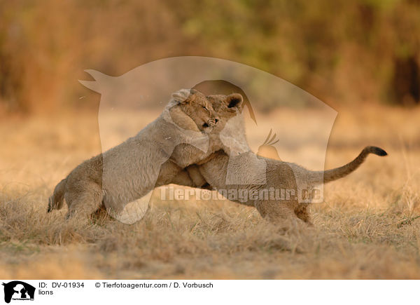 lions / DV-01934