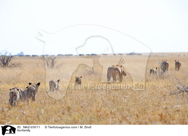 Lwenfamilie / lionfamily / MAZ-03011