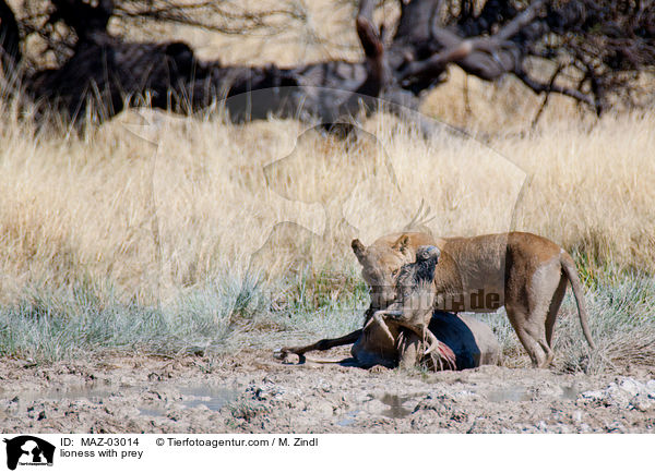 Lwin mit Beute / lioness with prey / MAZ-03014