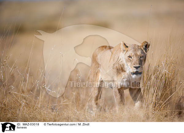 Lwin / lioness / MAZ-03018