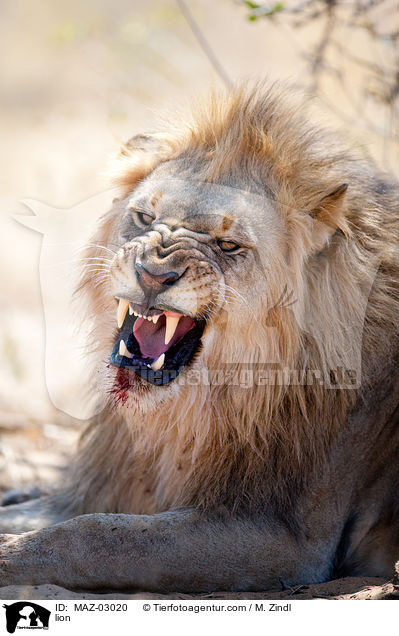 Lwe / lion / MAZ-03020
