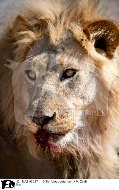 Lwe / lion / MAZ-03027