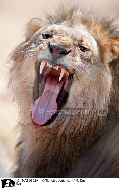 Lwe / lion / MAZ-03029