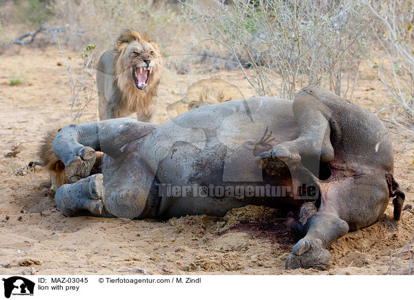 Lwe mit Beute / lion with prey / MAZ-03045