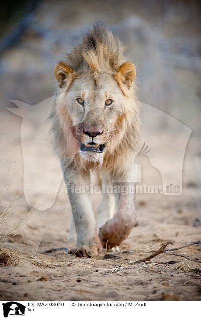 lion / MAZ-03046