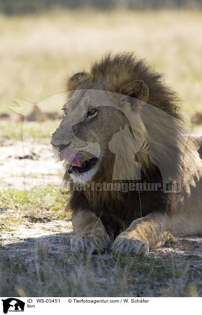 Lwe / lion / WS-03451