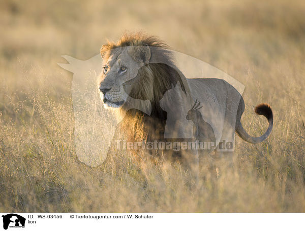 lion / WS-03456