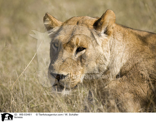Lwin / lioness / WS-03461