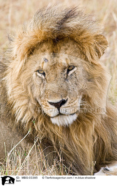 Lwe / lion / MBS-03385
