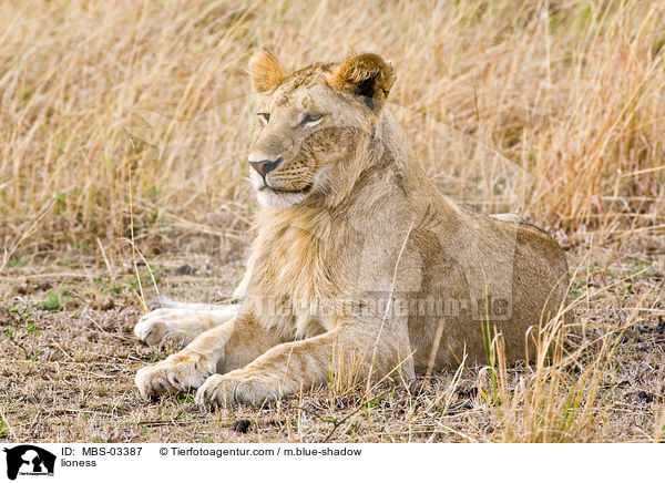 lioness / MBS-03387