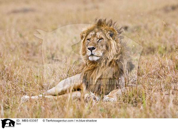 Lwe / lion / MBS-03397