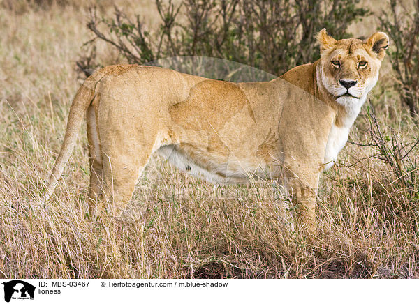 Lwin / lioness / MBS-03467