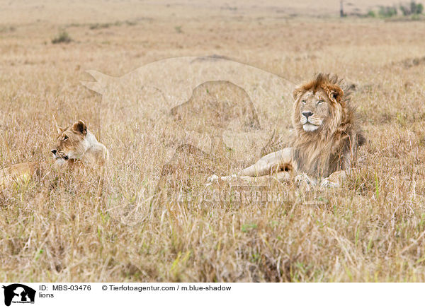 Lwen / lions / MBS-03476