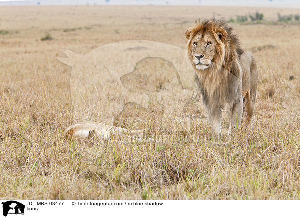 Lwen / lions / MBS-03477