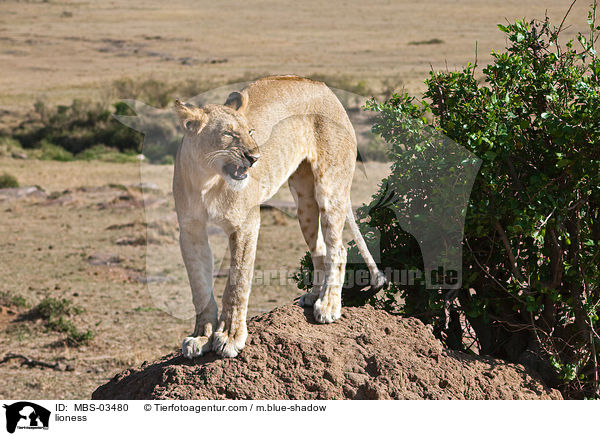 Lwin / lioness / MBS-03480