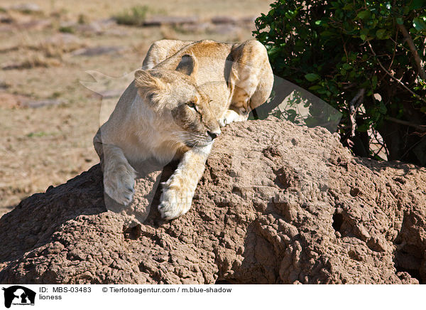 Lwin / lioness / MBS-03483